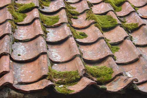 Moss covered old and worn out roof